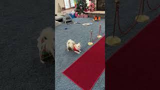 Santa Paws Barks at TV (Dog Comedy Skit)