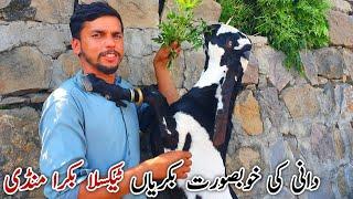 Dani Ki Bakriyan Taxila Bakra Mandi Update 18 October 2024