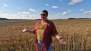 Massive Wheat Fields in Alberta, Canada