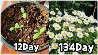 how to grow marguerite daisy from seed