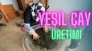 YEŞİL ÇAY NASIL ÜRETİLİR