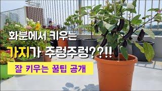 화분에서 가지키우기 꿀팁 ㅣ 가지 잘 키우는 방법 ㅣ 화분에서 키우는 가지가 주렁주렁 ??!!