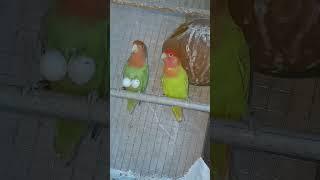 African love bird 