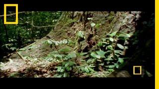 Mysteries of Borneo | National Geographic