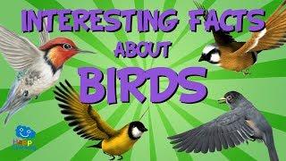 Interesting Facts about Birds | Educational Video for Kids.