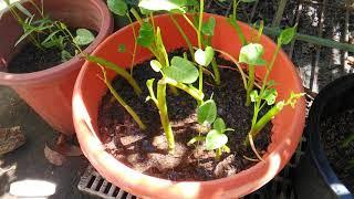 How to Grow Kangkong(Water Spinach) from Cuttings/ very easy.- English Subtitle