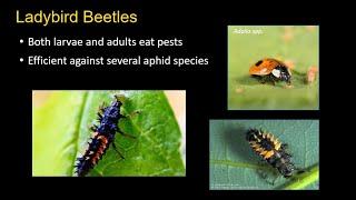 Biological Control Options in Vegetable Production