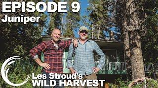 Wild Harvest | Season 2 | Episode 9 | Juniper