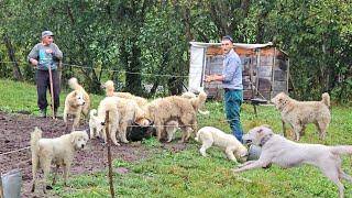 HRANIREA CAINILOR CIOBANESTI BALANI LA STANA LUI ADRIAN MUREA.JUD.COVASNA.