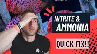 Dealing With Ammonia And Nitrite In Our Aquarium.