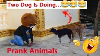 Fake Panda Head Prank Dog Funny Video 2020 | Fake Tiger Prank Dog Challenge By Prank Animals