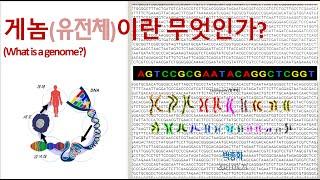 게놈(유전체)란 무엇인가?  (What is a genome?)