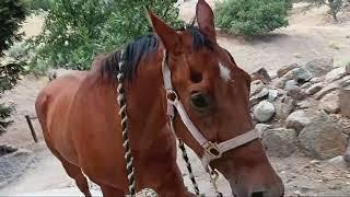 RUNNING WITH CODYHORSE UP THE DRIVEWAY TO GO EAT LUNCH