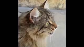 Cats Chirping and Chattering! --- CAT COMPILATION