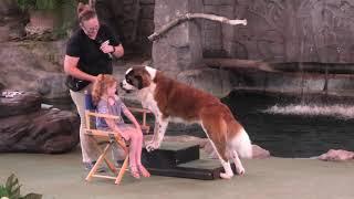 Animal Actors on Location Show at Universal Studios Florida  theme park