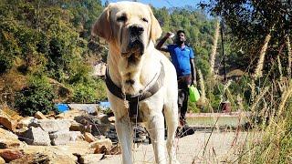 Tiger's first video after reducing weight#heavybonelabrador #labradorretriever