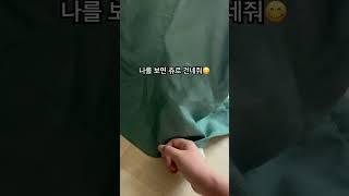#냥펀치 #대답냥 #냥아치 #고양이 #벼리 #cat ️