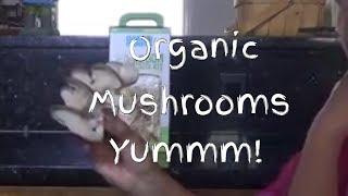 Eating Our Organic Mushroom Harvest - BrainStorm Acres Off Grid Homestead