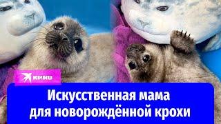 Искусственная мама: в Санкт-Петербурге выхаживают самую маленькую пациентку