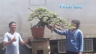 Santigi Transform made by agusan bonsai society artist master  lang sakalam