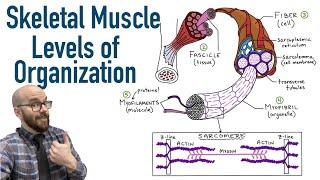 Skeletal Muscle Levels of Organization + Filament Basics