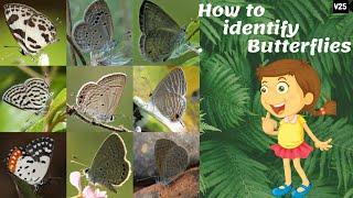 Butterfly Identification | How to identify butterflies | Lycaenidae | Common butterflies of India |