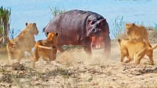 Angry Hippo Tries Fighting Off 7 Lions