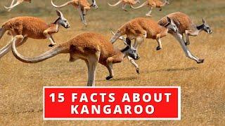 15 Interesting Facts About Kangaroo