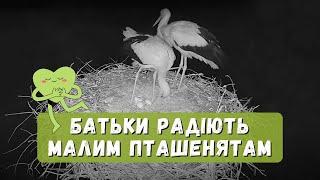 Батьки радіють малим пташенятам | Лелека Грицько