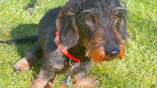 Dachshund Teddy's Sun-Kissed Day ️ #TeddyTheDachshund