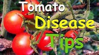 Tomato Disease Tips & Why You Shouldn't Worry