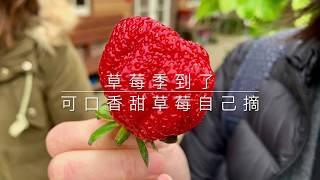 草莓季，香甜可口草莓自己摘｜苗栗三義草莓園，不必到大湖人擠人