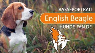 ► Beagle [2020] History, Appearance, Temperament, Training, Exercise, Care & Health