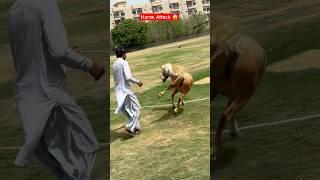Horse attack on zoo keeper  #horse #horseriding #speed #adventure #dangerous