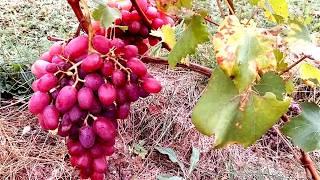 Grapes in Mid-October. Belarus.