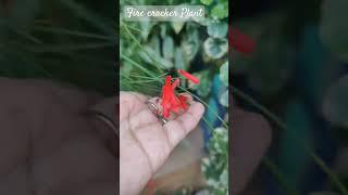 Red Firecracker Plant It's a no care plant #gardenknowledgehub