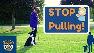 Why Your Dog Is Still Pulling on Leash And How To Fix It #73