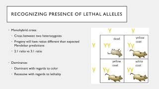 Lethal Alleles