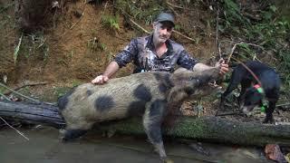 2021 Tusky rainforest Boar, Bailed with dogs.