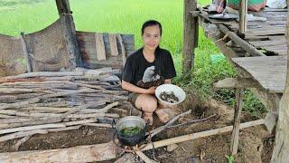 ป่นกบน้อยอยู่นาวันฝนตกริน