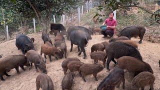 Process of preserving fresh cassava flour and caring for wild boar herds