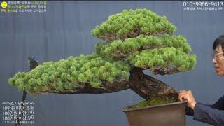 11월 2일(土) 130회차 Live 방송 【스마일분재경매(韓国の盆栽/Korean Bonsai)】