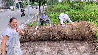 Neighbors said there was no sidewalk here until they saw under the giant roll of grass