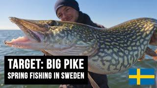 TARGET: BIG PIKE! Spring fishing in Sweden, cast until you drop 