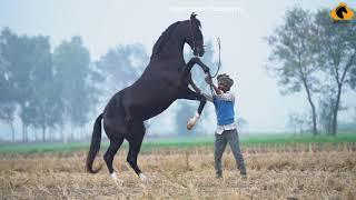 Marwari Horse I Kala Kanta I Mann Horse Photography