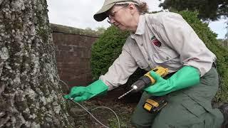 Treating Ash Trees for Emerald Ash Borer