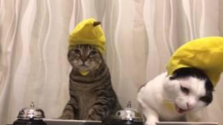 Cats in banana hats ring bells