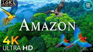 Amazon rainforests jungle Animal and Awesome Bird collection 16k Video Ultra HD #4khdr #nature #4k