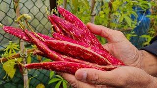 Harvesting Borlotti beans in October