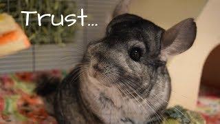 How To Build Your Chinchilla's Trust